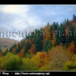 Abetos y Hayas en Irati